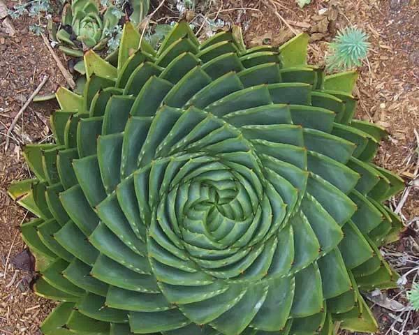 芦荟的花语——寓意健康与恢复（揭开芦荟的神秘面纱）