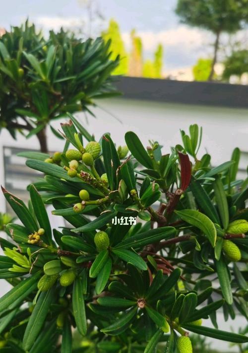 罗汉松——大自然中的智慧化身（揭示罗汉松的神秘寓意与独特魅力）