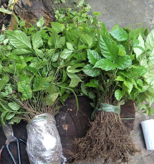 三叶青的种植栽培技术（打造舒适宜人的绿色空间）