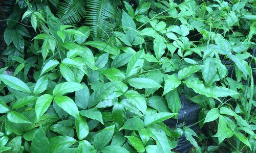 三叶青的种植栽培技术（打造舒适宜人的绿色空间）