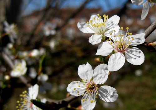三月花开,美丽如画——探寻三月开花的树木 三月花开,美丽如画——探寻三月开花的树木