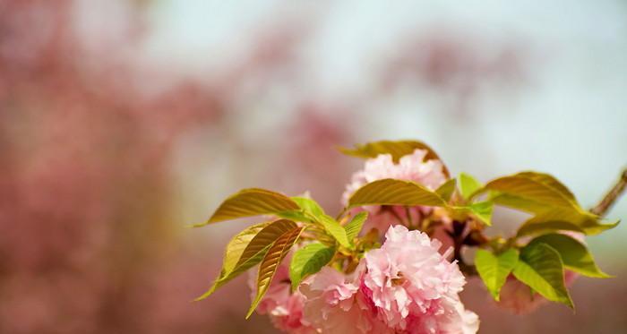三月花开,美丽如画——探寻三月开花的树木 三月花开,美丽如画——探寻三月开花的树木