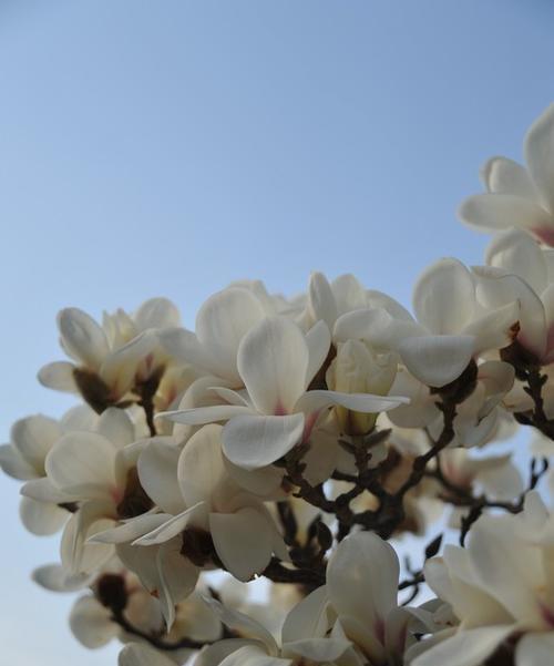 三月花开,美丽如画——探寻三月开花的树木 三月花开,美丽如画——探寻三月开花的树木