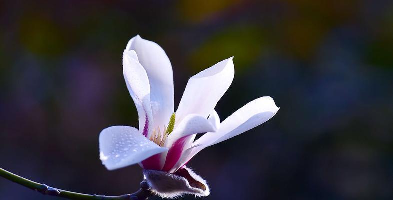 木兰花的花语（探寻木兰花的花语之美）