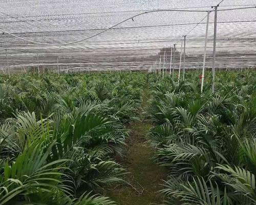 散尾葵肥料选择指南（如何选择适合散尾葵的肥料）