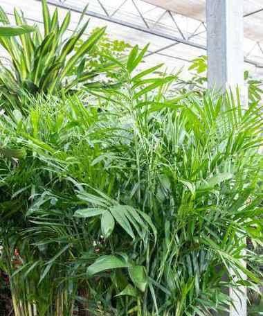 散尾葵浇水指南（正确的方法让你的散尾葵茁壮成长）