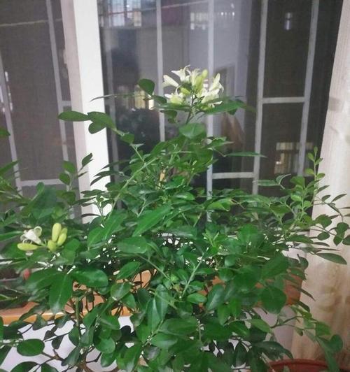 七里香的花语——浪漫与希望（沉醉于七里香的芬芳中）