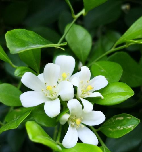 七里香的花语——浪漫与希望（沉醉于七里香的芬芳中）