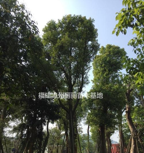 全冠香樟的意义与价值（全冠香樟的生态功能与美学价值）