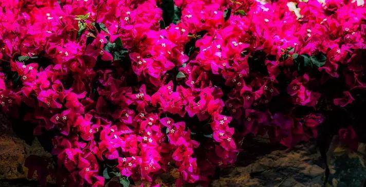 三角梅的花语和寓意（三角梅花语的解读）