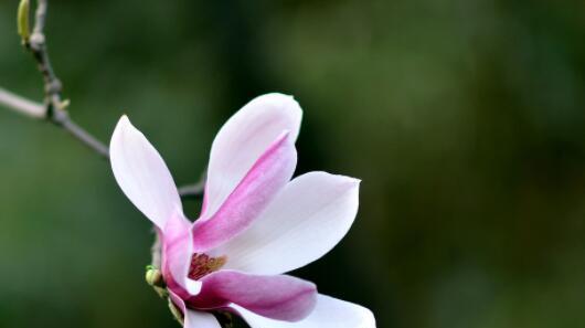 深山含笑的花语和传说（探寻深山花朵的微笑）