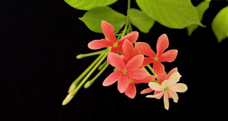 君子花语与寓意的传承与延续（通过花朵传递的高尚情操与人生哲学）