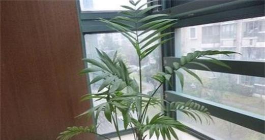 散尾葵的浇水方法（揭秘散尾葵的浇水秘密）