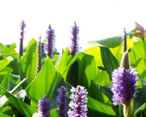 梭鱼草花语与其象征意义（梭鱼草的花朵和植物的特点）