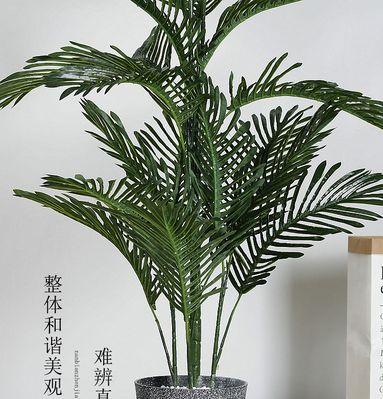 散尾葵生长特点解析（一年内生长高度）