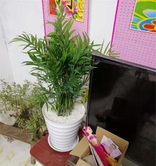 散尾葵的家庭养护法（轻松享受优雅的花香）