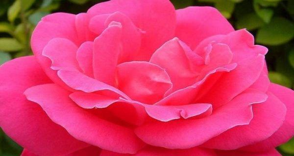 香水月季花语（深情不语）