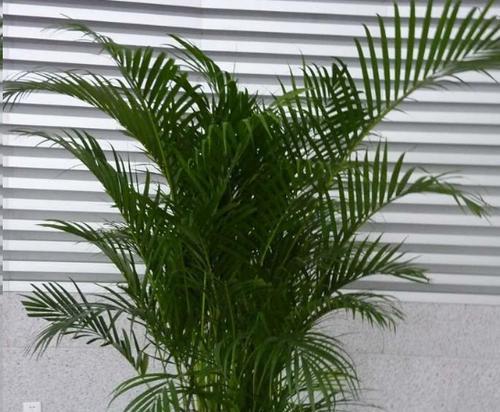 散尾竹的养护与繁茂之道（绿化环境的首选植物）