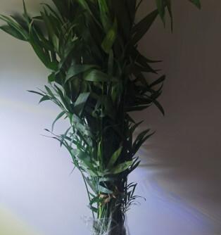 散尾竹的养护与繁茂之道（绿化环境的首选植物）