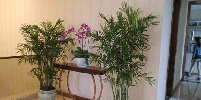 散尾竹的家庭养护方法（绿色环保）