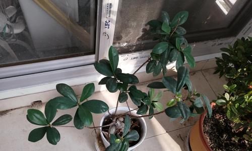 小榕树的寓意与象征（探索小榕树的内涵与象征）