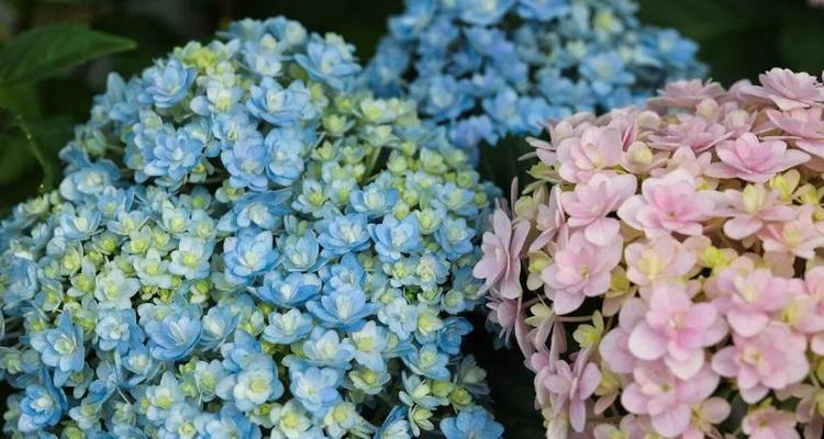绣球花的花语与传说（以花开花落）