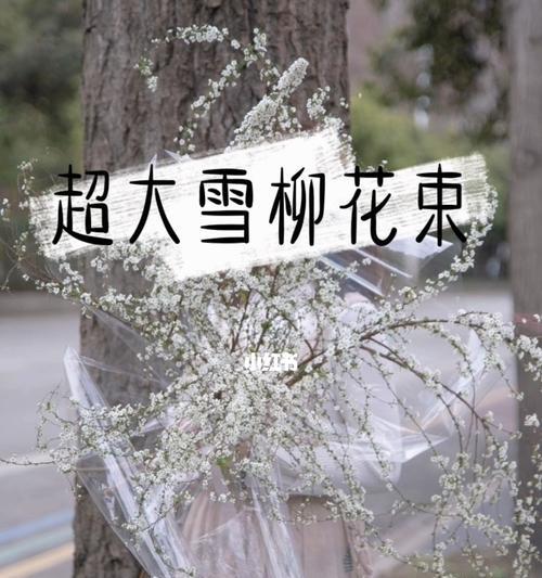 雪柳花语的深刻意义（解读雪柳花语传递的情感和心意）