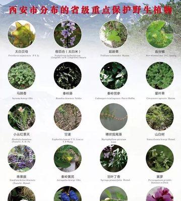 探秘桑树的生长周期（从种植到成熟）