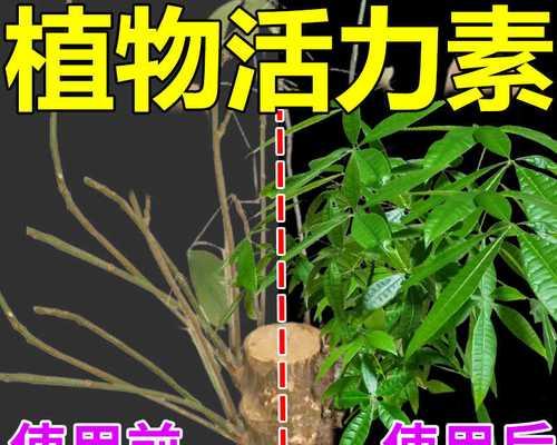 移植苗及其意义（了解移植苗及其应用于植物种植的重要性）