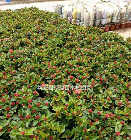 移植苗及其意义（了解移植苗及其应用于植物种植的重要性）