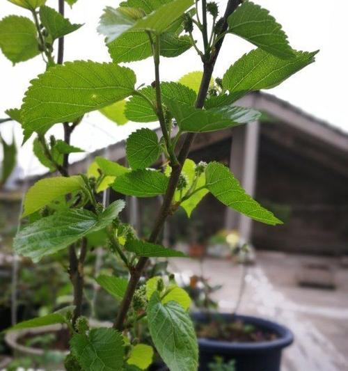 桑树的开花结果时间（探究桑树开花结果的特点及其应用）