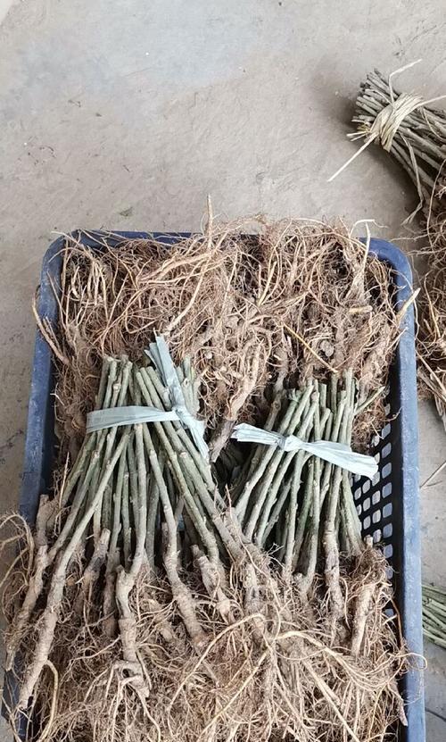 桑树嫁接时间和方法详解（如何正确进行桑树嫁接）