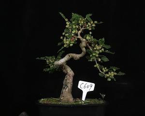小空间也能种桑树，盆栽桑树的种植方法和养护技巧（盆栽桑树）