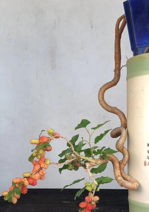 小空间也能种桑树，盆栽桑树的种植方法和养护技巧（盆栽桑树）