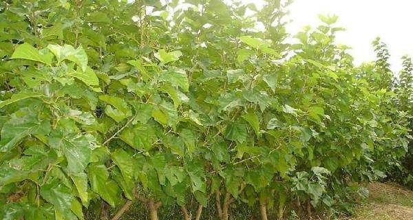 家门口种桑树，享健康生活（桑树种植简单易行）