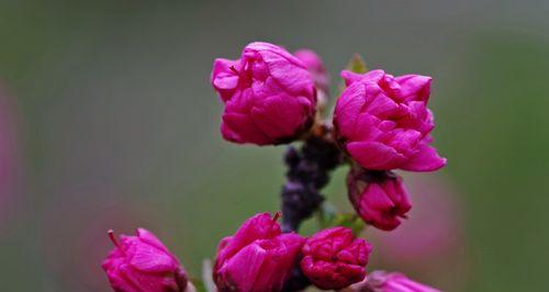 以榆叶梅的花语（传递爱与希望的自然之美）