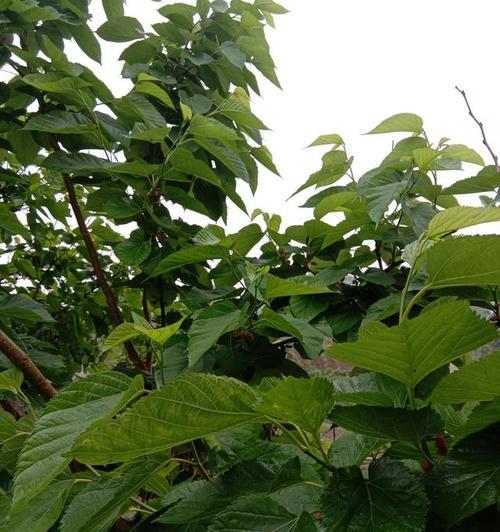 探秘桑树发芽长叶的时节（桑树生长周期）