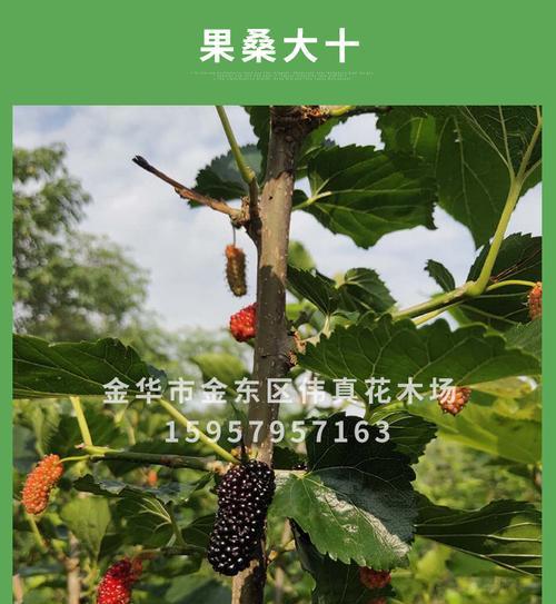 提高桑树嫁接成活率的方法（掌握关键时期）