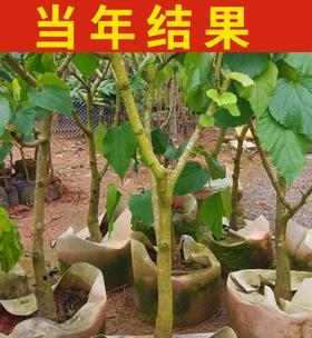 提高桑树嫁接成活率的方法（掌握关键时期）