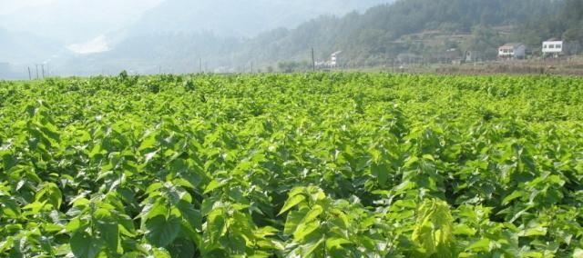 如何选择合适的位置种植桑树（探寻桑树最适合的种植环境及方位）