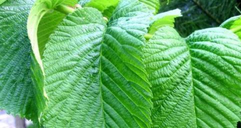 探究桑树的生物学特征及用途（揭开桑树作为乔木与灌木的面纱）