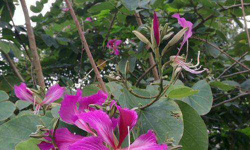 紫荆花的花语及其寓意（探究紫荆花的象征意义与文化价值）