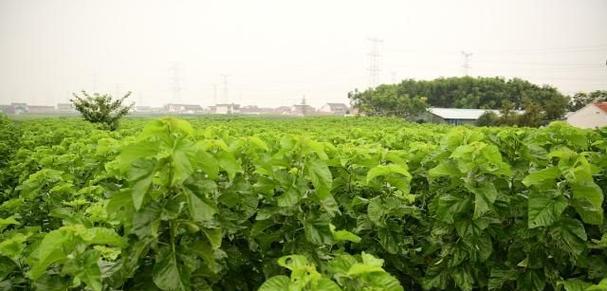 如何选择适合桑树的肥料（桑树肥料种类）