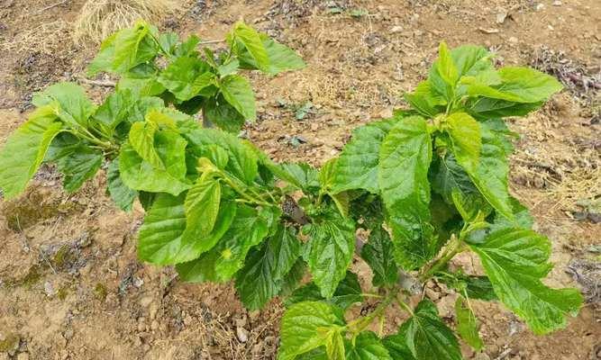 如何选择适合桑树的肥料（桑树肥料种类）