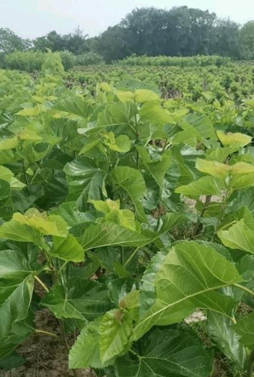 如何选择适合桑树的肥料（桑树肥料种类）