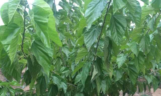 如何确定桑树种植的间距（科学规划桑树种植间距）