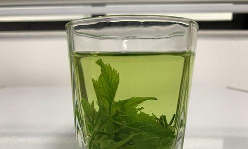 揭秘桑叶茶的树种（探索桑树的神奇之处）