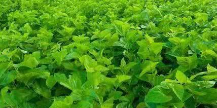 揭秘桑叶茶的树种（探索桑树的神奇之处）