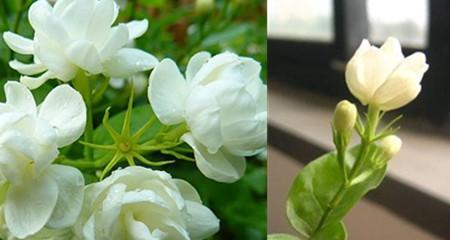 茉莉花的花语与意义（探索茉莉花的美丽与情感魅力）