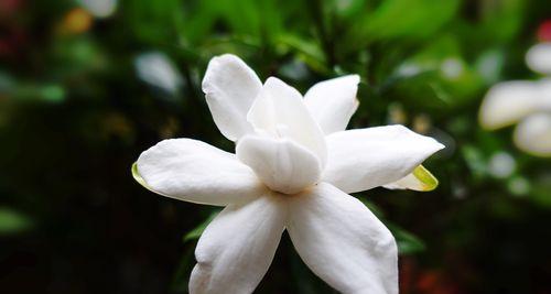 栀子花语的深意（探索栀子花语的内涵与传承）